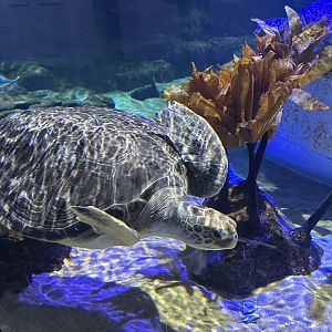 Green sea turtle (Chelonia mydas)