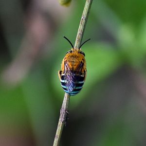 Blue-banded Bee, Amegilla cingulata