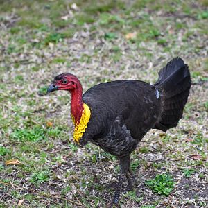 The Local Australian Brush-Turkey