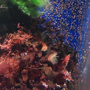 Agonomalus proboscidalis