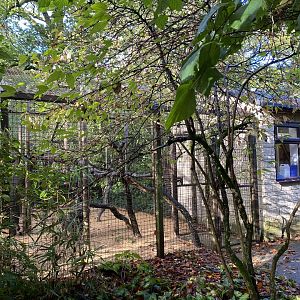 Greater bamboo lemur, second enclosure CWP