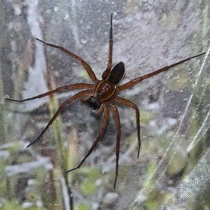 Great raft spider (Dolomedes plantarius)