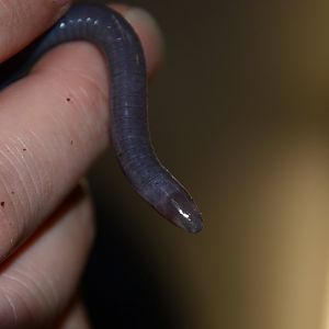 Congo caecilian (Herpele squalostoma)