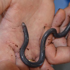 Congo caecilian (Herpele squalostoma)