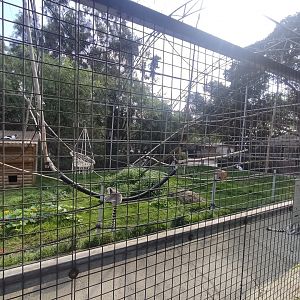 Lemur Exhibit Part 1