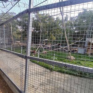 Lemur Exhibit Part 2