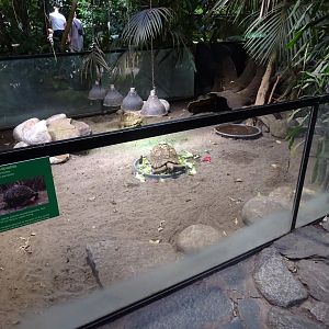 Fjärilshuset - Butterfly house - Leopard tortoise exhibit