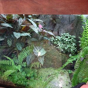 Fjärilshuset - Butterfly house - Poison dart frog exhibit #1