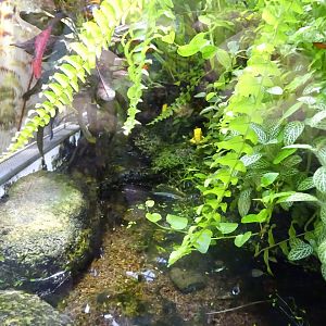 Fjärilshuset - Butterfly house - Poison dart frog exhibit #2