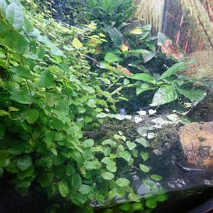 Fjärilshuset - Butterfly house - Poison dart frog exhibit #3