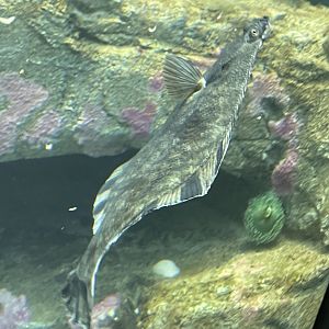 Flatfish ID? - Kansas City Zoo