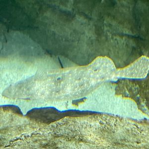 Flatfish ID? - Kansas City Zoo