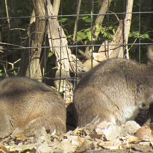 Parma Wallaby