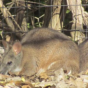 Parma Wallaby