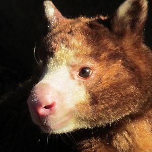 Matschie’s Tree Kangaroo