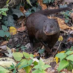 Marsh mongoose (Atilax paludinosus)