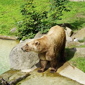 Polar - Brown Bear hybrid