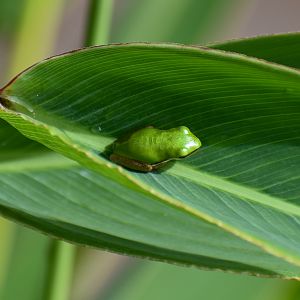 Eastern Dwarf Frog