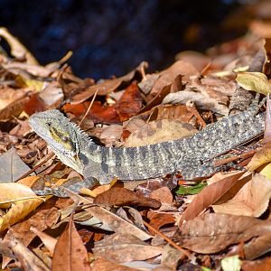 Eastern Water Dragon