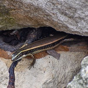 Eastern Water Skink