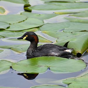Australasian Grebe