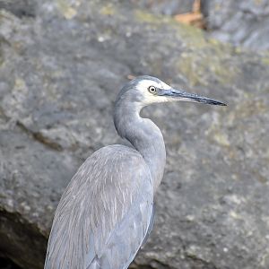 White-faced Heron