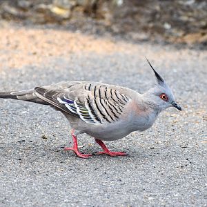 Crested Pigeon