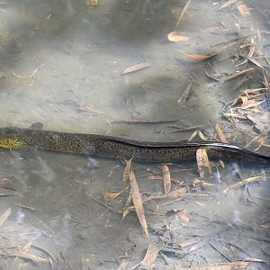 Australian Long-finned Eel