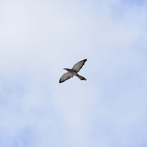 Channel-billed Cuckoo