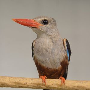 Western grey-headed kingfisher (Halcyon leucocephala leucocephala)