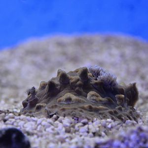 Clumpy nudibranch (Asteronotus cespitosus)
