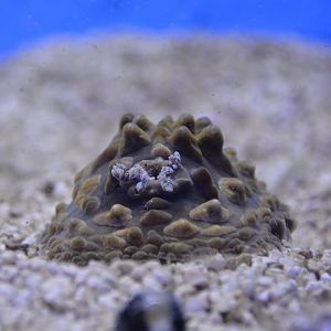 Clumpy nudibranch (Asteronotus cespitosus)