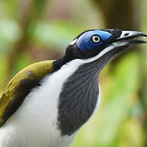 Blue-faced Honeyeater (Entomyzon cyanotis)