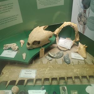 Tackapausha Museum & Preserve - Fossils of Long Island Sound (NY)