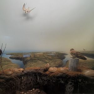 Tackapausha Museum & Preserve - Long Island (NY) beach diorama