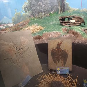 Tackapausha Museum & Preserve - Bird evolution displays
