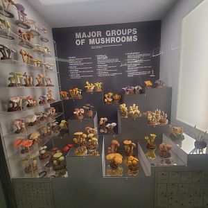 Tackapausha Museum & Preserve - Mushroom diversity display