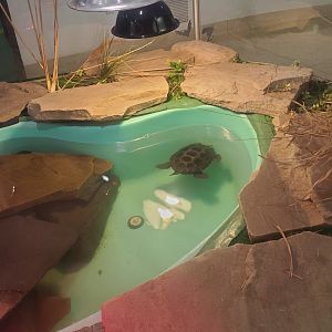 Tackapausha Museum & Preserve - Diamondback Terrapin exhibit