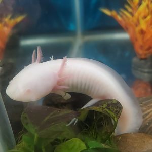 Tackapausha Museum & Preserve - Axolotl