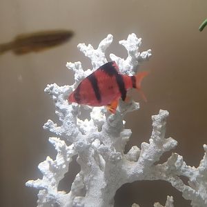 Tackapausha Museum & Preserve - Tiger Bard (Red)