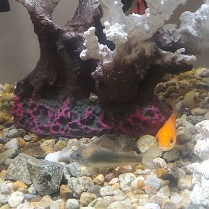 Tackapausha Museum & Preserve - Corydoras sp.