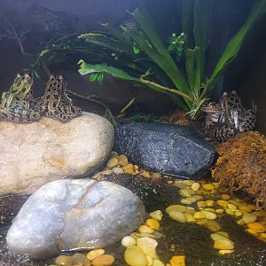 Tackapausha Museum & Preserve - Northern Leopard Frogs