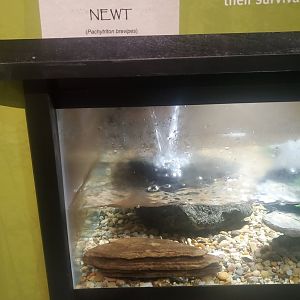 Tackapausha Museum & Preserve - Pachytriton brevipes signage