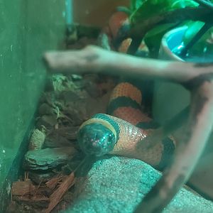 Tackapausha Museum & Preserve - Sinaloan Milk Snake