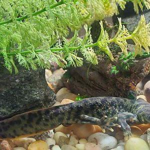 Tackapausha Museum & Preserve - Iberian Ribbed Newt