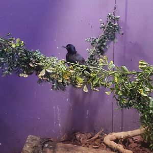 Tackapausha Museum & Preserve - Common Grackle