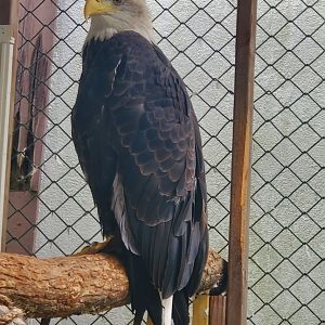 Tackapausha Museum & Preserve - Bald Eagle