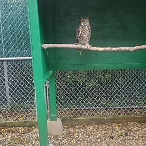 Tackapausha Museum & Preserve - Great Horned Owl