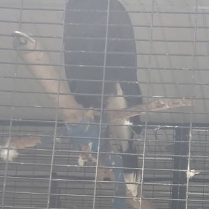 Tackapausha Museum & Preserve - Harris Hawk