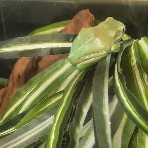 Tackapausha Museum & Preserve - Litoria caerulea